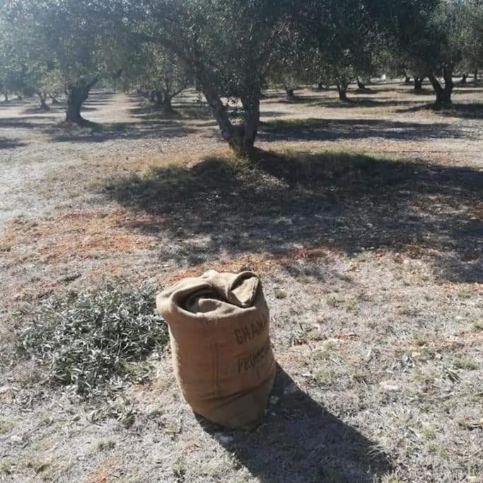 Olive Grove Cottage Skalani Knossós Exterior foto