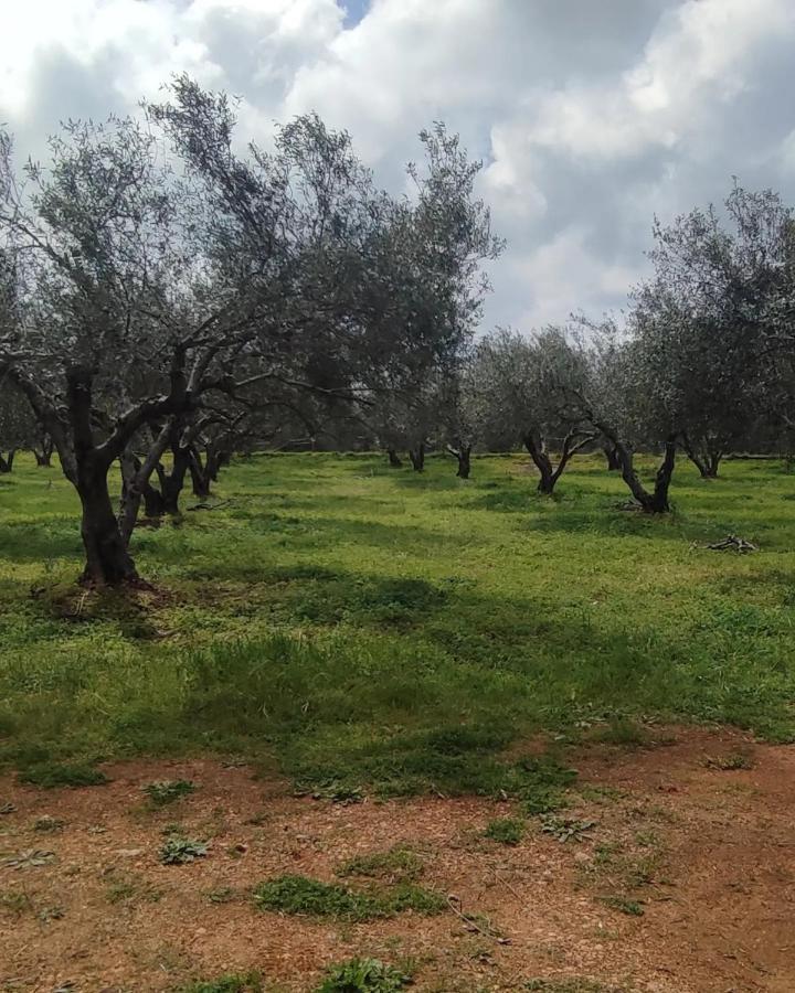 Olive Grove Cottage Skalani Knossós Exterior foto