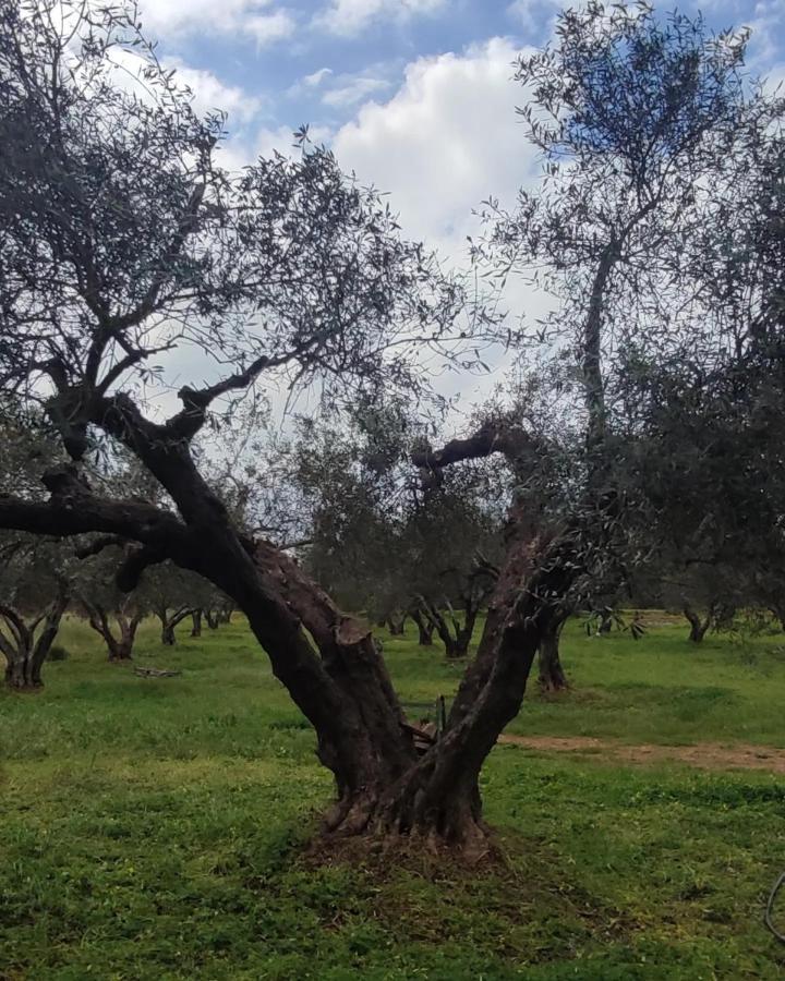 Olive Grove Cottage Skalani Knossós Exterior foto